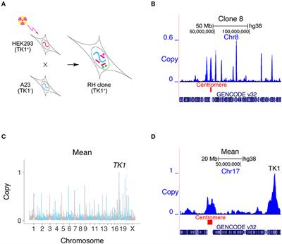 Cost-Effective Mapping of Genetic Interactions in Mammalian Cells